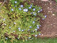 Belle-de-jour, Convolvulus tricolor L. (subsp. tricolor)(fam Convolvulacees)(Europe, Afr. Nord) (1) (Photo F. Mrugala)